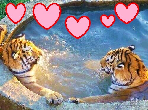 tigers in hot tub